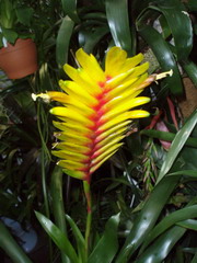 وریزیا کاریناتا